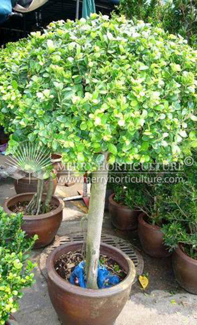 Ficus macrophylla topiary